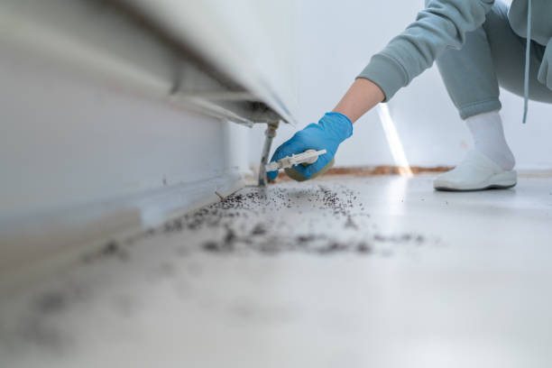 Reliable Elma Center, NY Pest Control Solutions